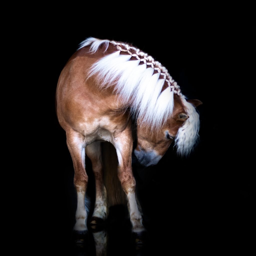 Dierenfotografie gemaakt door Daphne's Fotografie