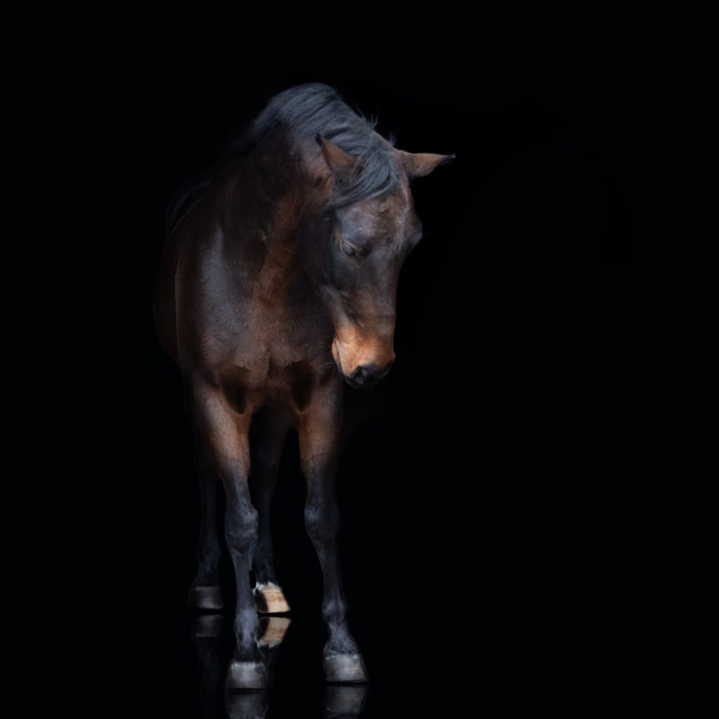 Dierenfotografie gemaakt door Daphne's Fotografie