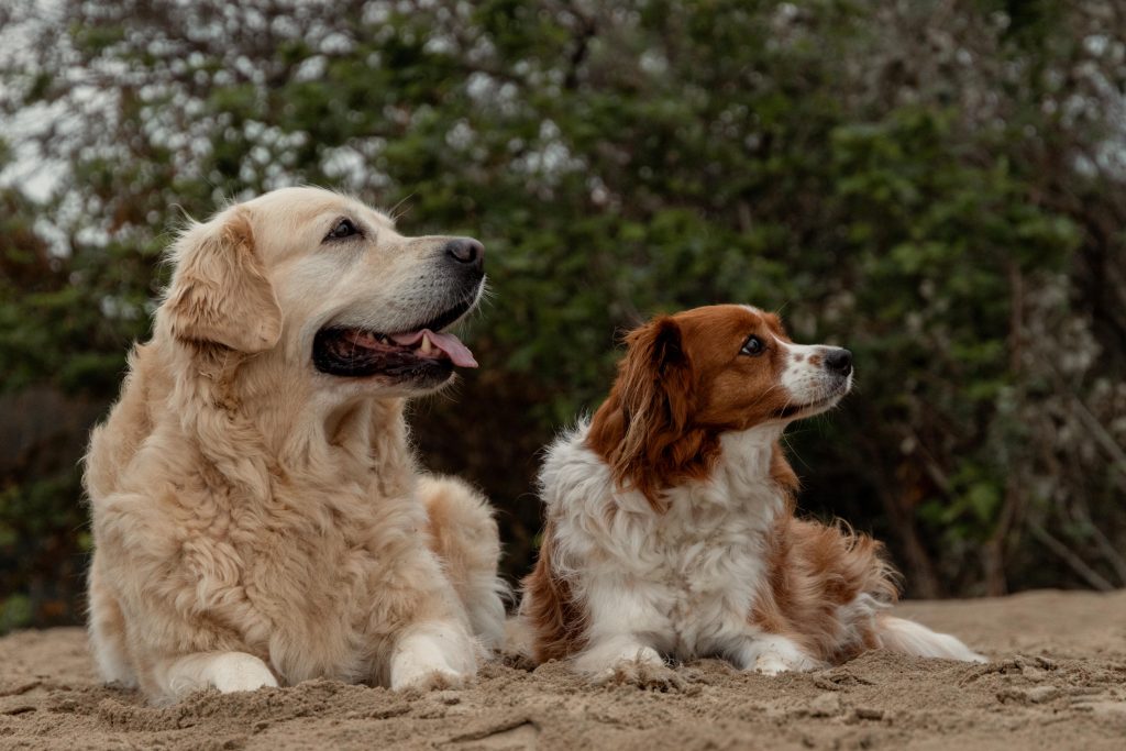 Fotoshoot op het strand met de hondjes Gemaakt door Daphne's fotografie in Zuidland