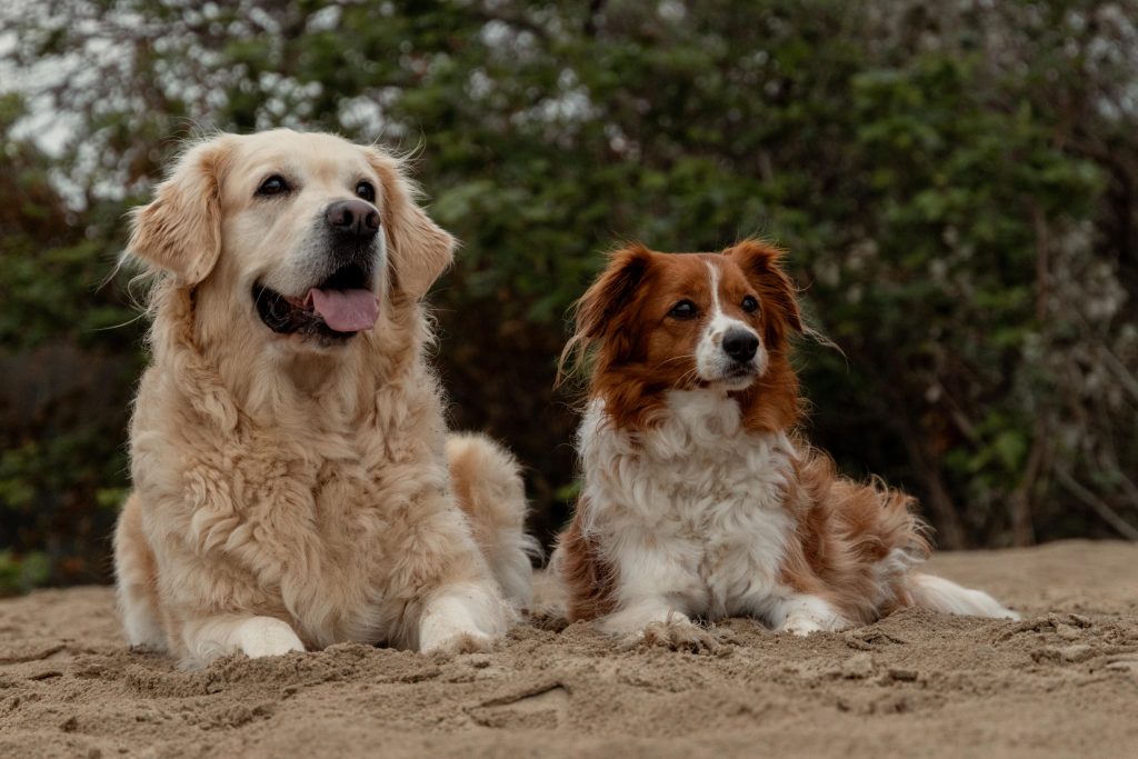 Fotoshoot op het strand met de hondjes Gemaakt door Daphne's fotografie in Zuidland