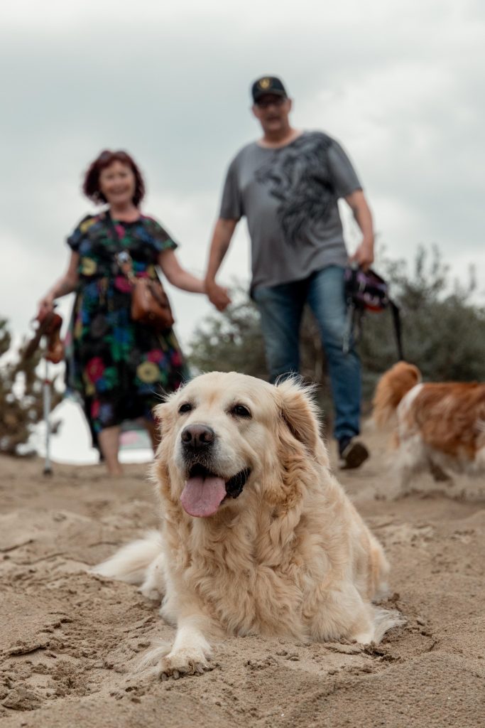 Fotoshoot op het strand met de hondjes Gemaakt door Daphne's fotografie in Zuidland