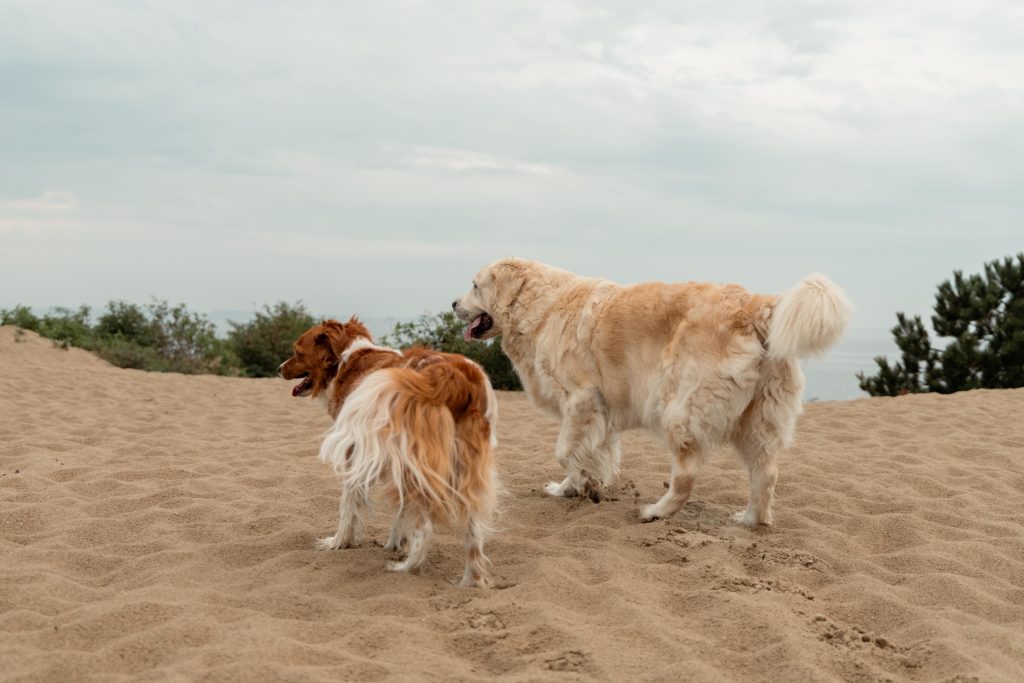 Fotoshoot op het strand met de hondjes Gemaakt door Daphne's fotografie in Zuidland