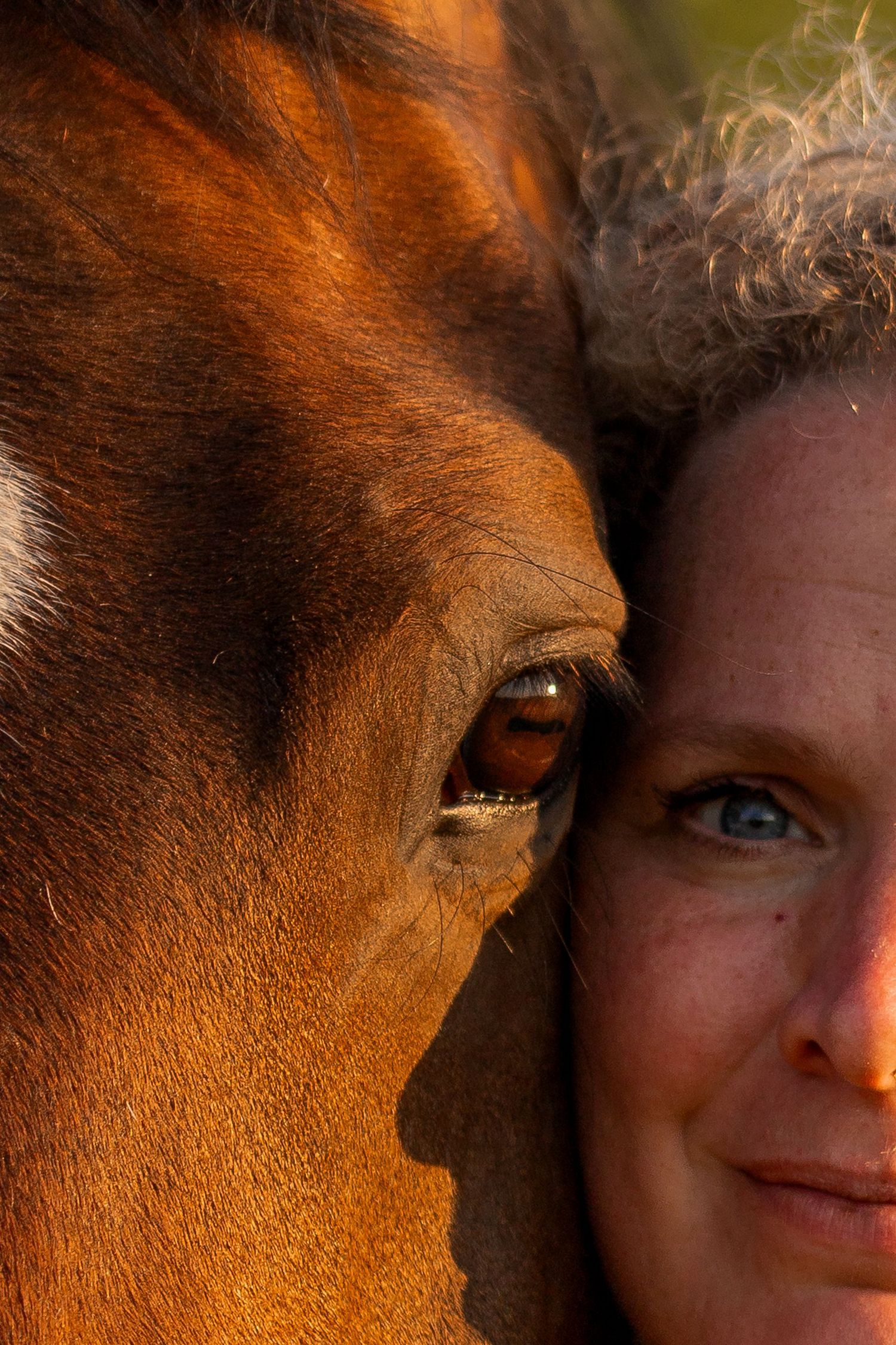 close up van paarden en mensen hoofd en oog