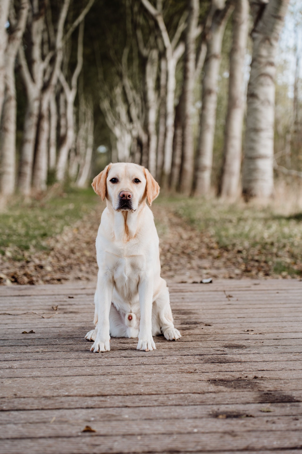 Familieshoot Annabos Rockanje – hond loopt mee op het pad tijdens de gezinsfoto