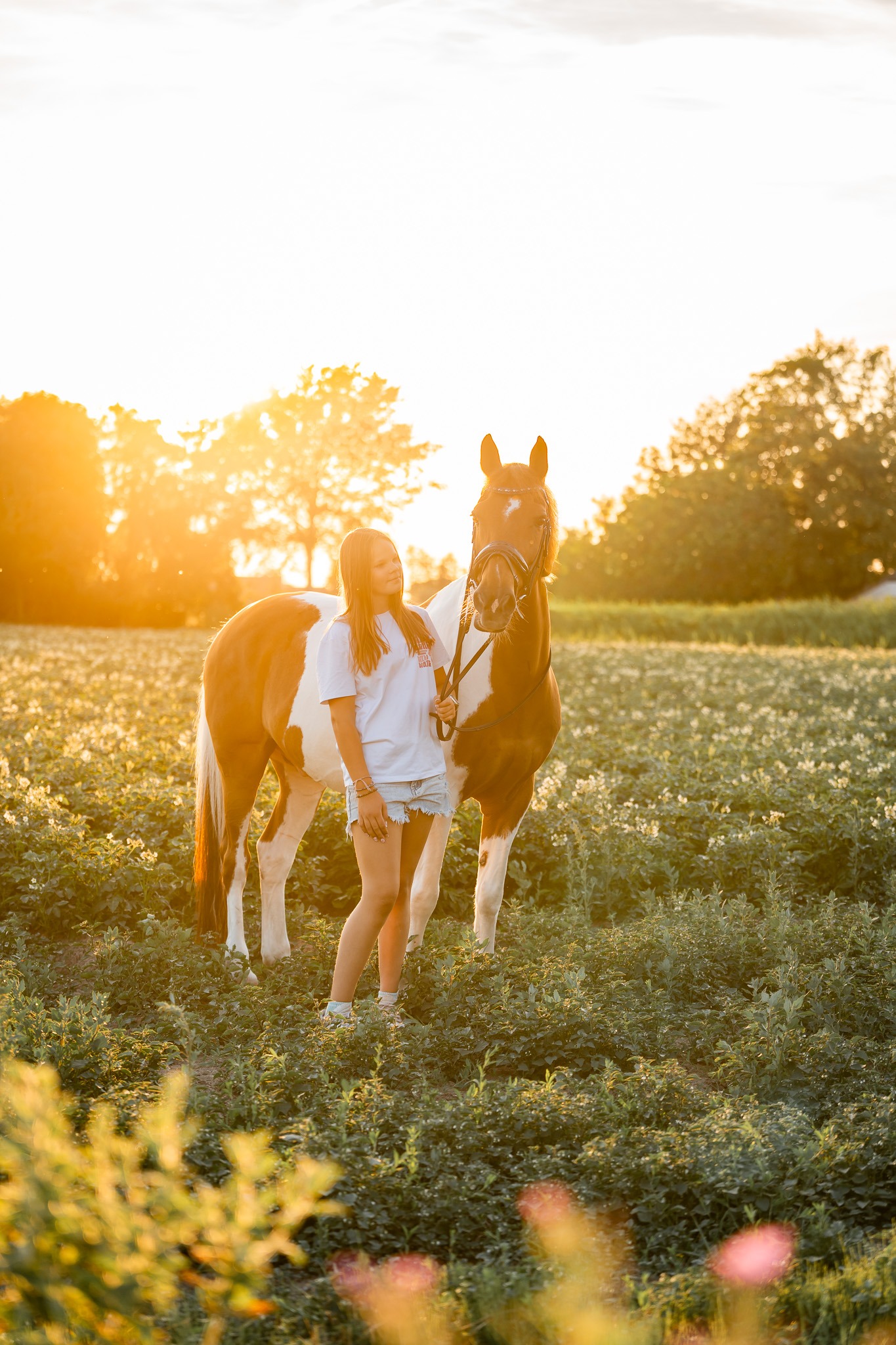 Bonte pony in een veld vol gouden avondlicht