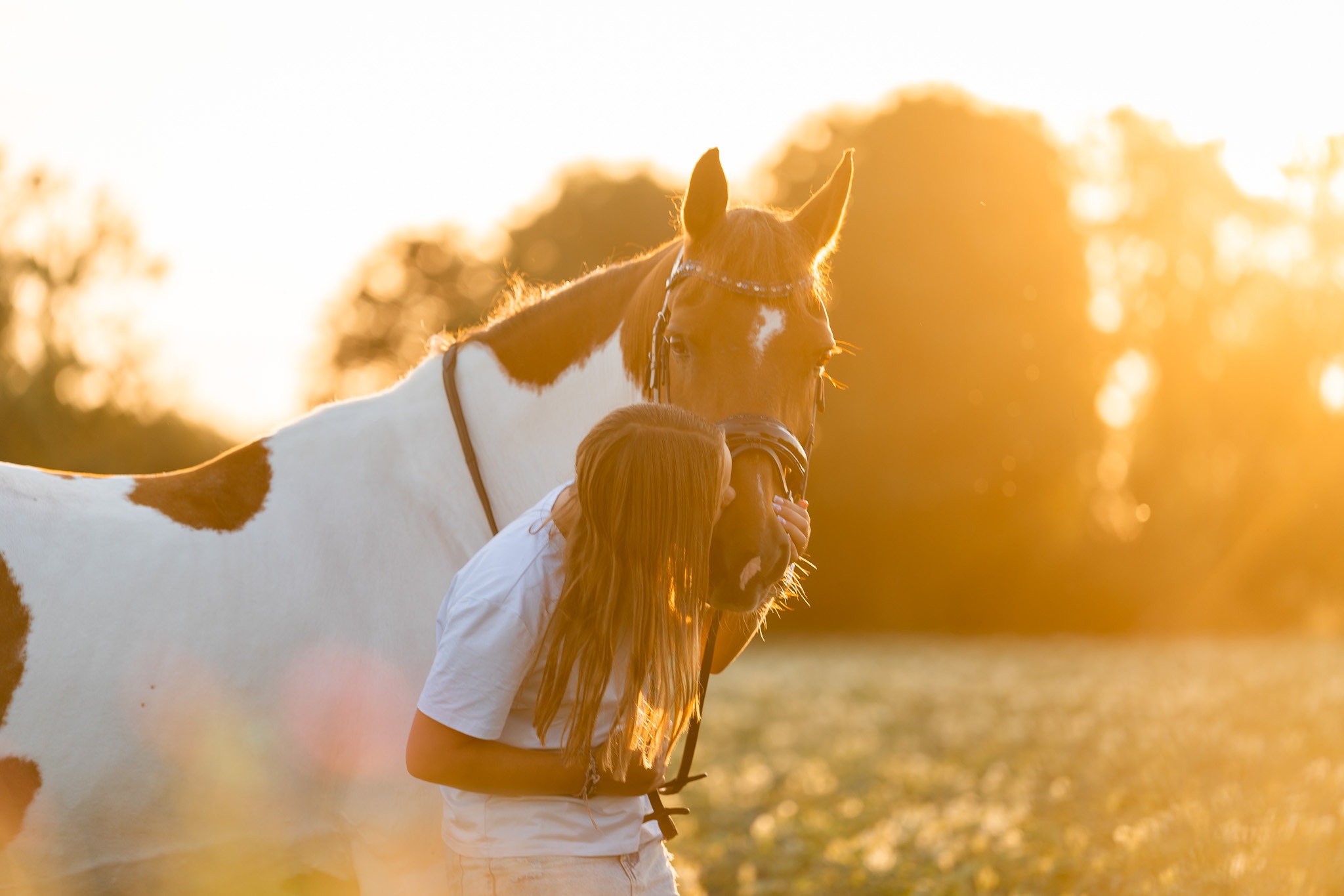 Close-up van bonte pony met tegenlicht van de ondergaande zon