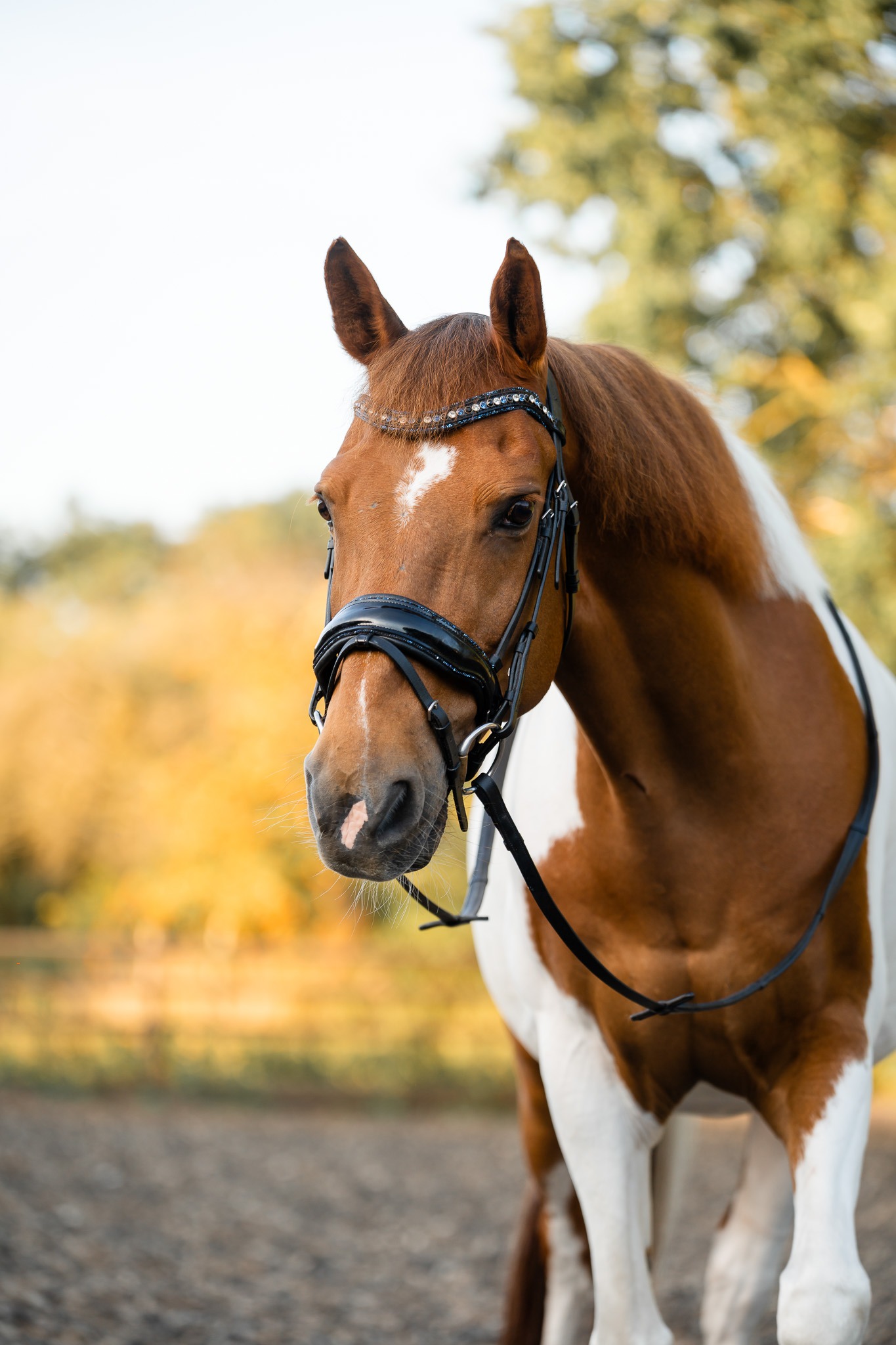 Portret van een bruin-witte bonte pony op de werf